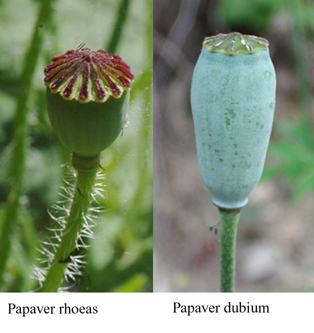 Papaver dubium / Papavero a clava